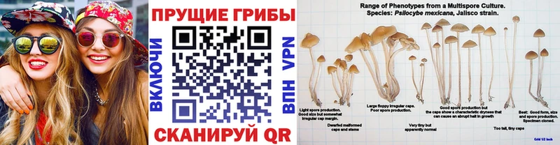 сайты даркнета как зайти  наркотики  Тара  Галлюциногенные грибы MAGIC MUSHROOMS 